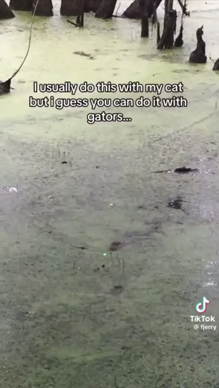 Playing With Alligators Like Cats
