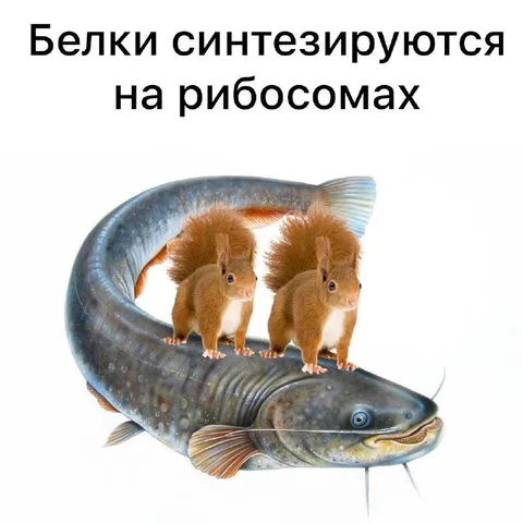 Белки на рибосомах