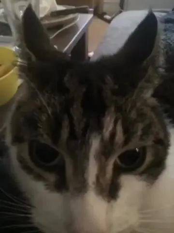 Кот пристально смотрит в душу
