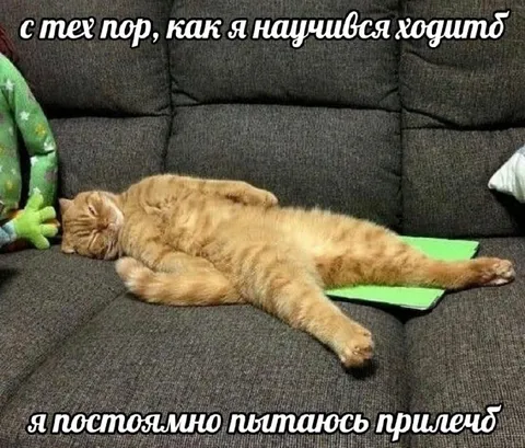 Кот учится ходить