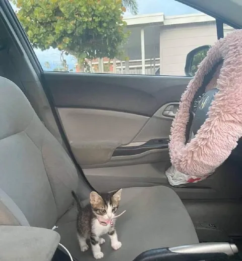Котёнок в машине