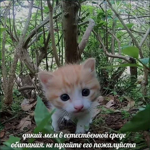 Дикий мел в естественной среде