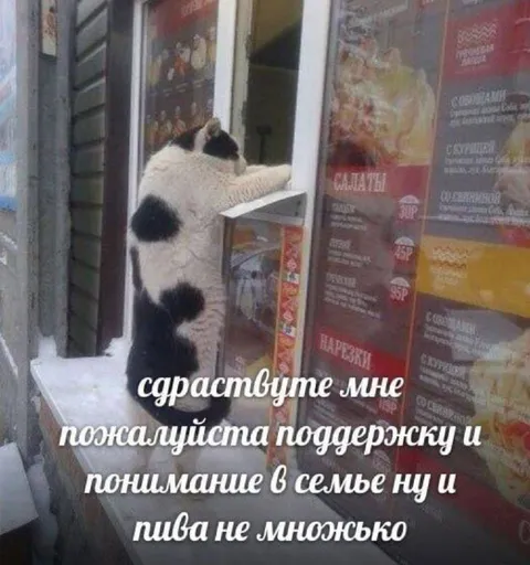 Кот просит поддержки и пива