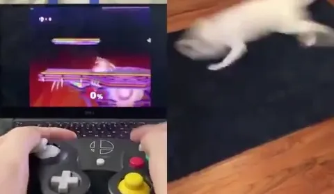 Кот сражается вместе с игроком