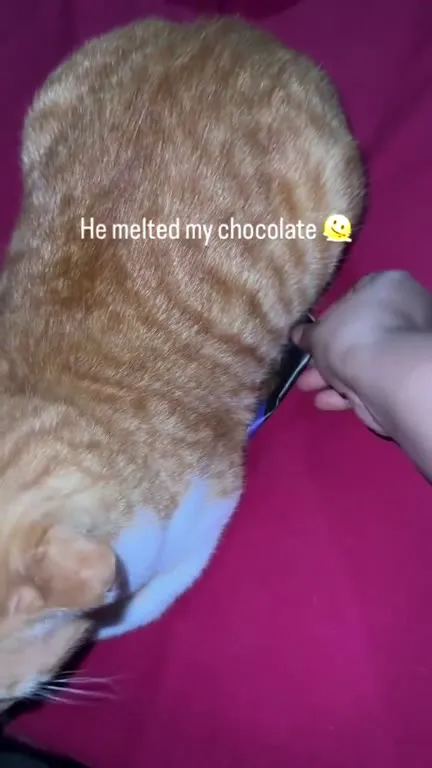 Cat Melts My Chocolate