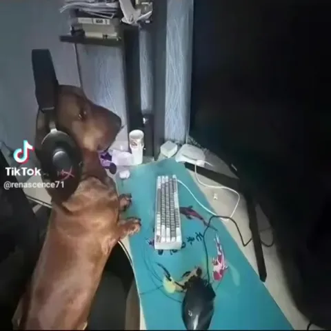 Собака слушает странную песню