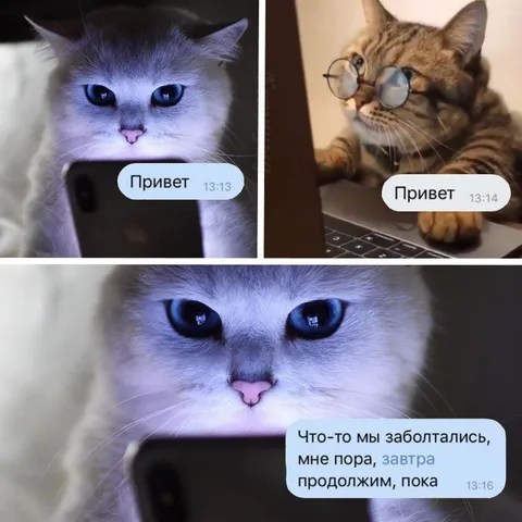 Коты попрощались и продолжили общаться