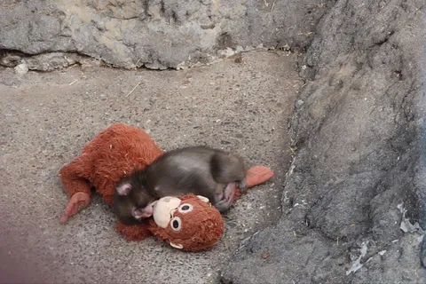 Обезьянка обнимает игрушку