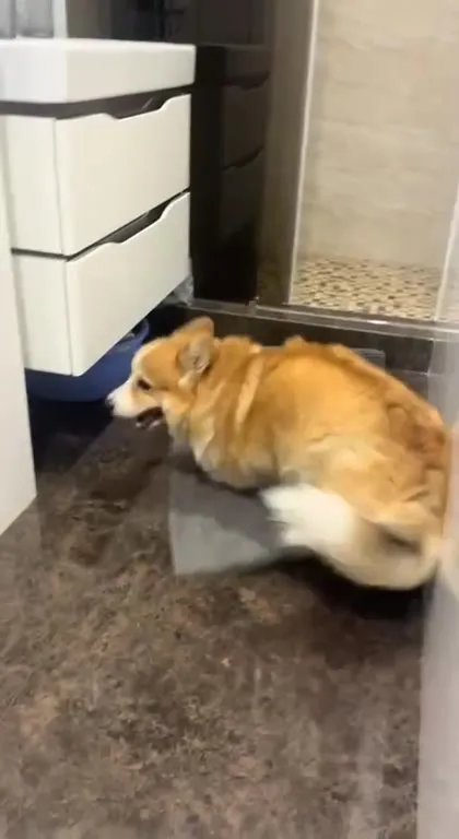 Корги танцует под Dance of Death