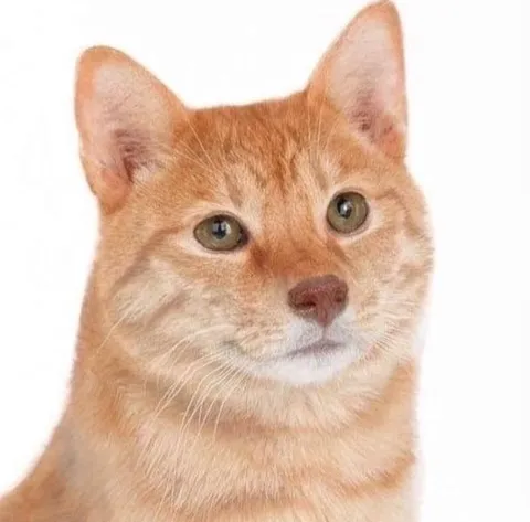Рыжий кот с серьёзным взглядом