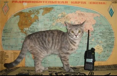 Кот-радист на карте мира