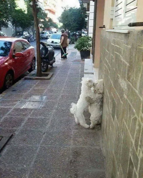 Собака прижалась к стене