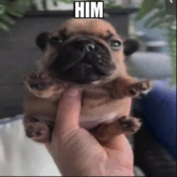 HIM Tiny Pug Reaction
