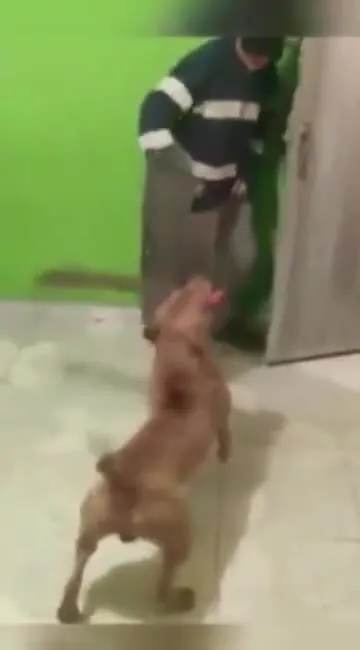 Собака атакует танцора