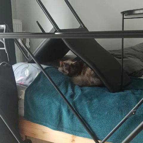 Кот под складным столом