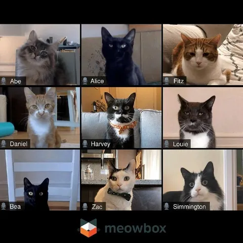 Cats on a Video Call