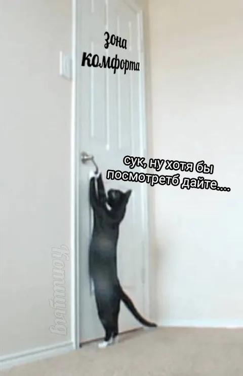 Кот просится в зону комфорта