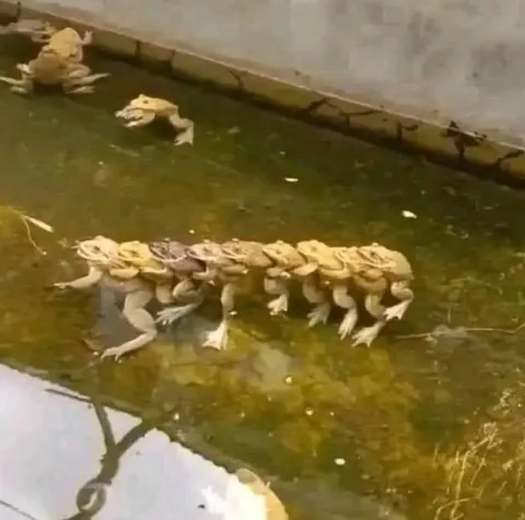 Жабья гусеница