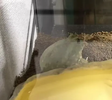 Лягушка внезапно исчезла