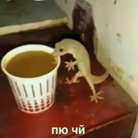 Ящерица пьёт чай