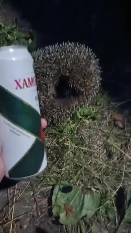Ёж и угощение ночью