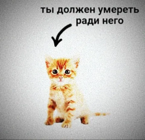 Ты должен умереть ради котёнка