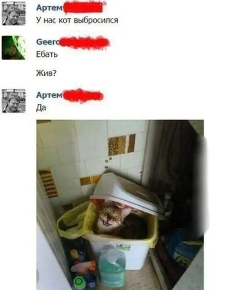 Кот выбросился из окна