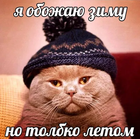 Кот любит зиму, но только летом