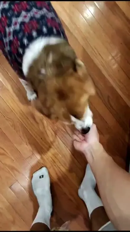 Ragebaiting My Fat Dog