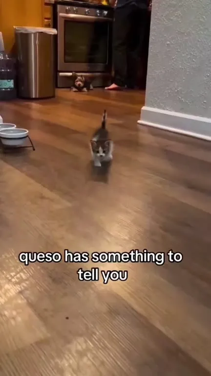 Kitten Has Something to Tell You