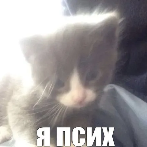 Я псих — кот крупным планом