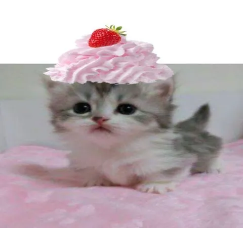 Котёнок в розовой глазури
