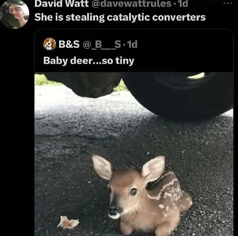 Tiny Deer Under a Car