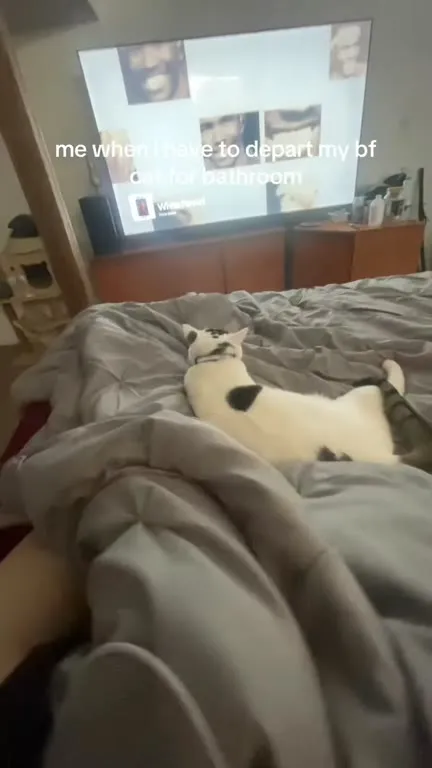 When I Leave My Cat