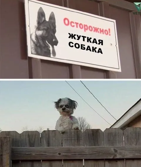 Жуткая собака за забором