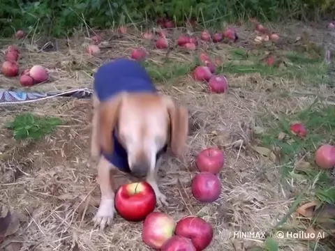 Собака открывает портал