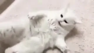 Cat.exe Has Stopped Working