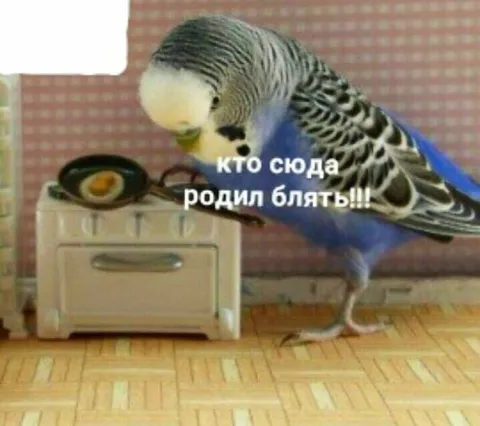Кто сюда родил блять