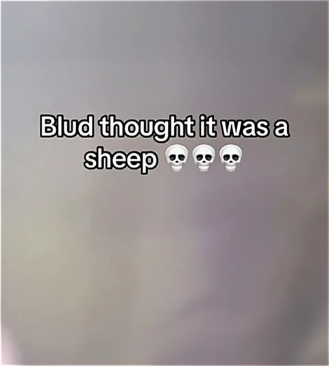 Blud Thought It Was a Sheep