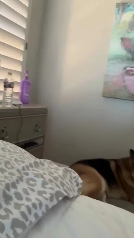 Furry Alarm Clock Every Morning
