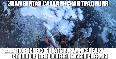 Селёдка в пене рыбьей спермы