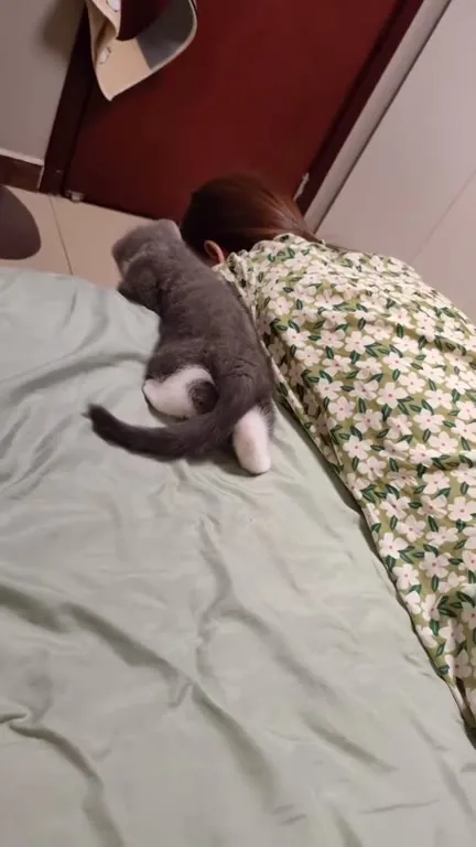 Кот обнимает хозяйку
