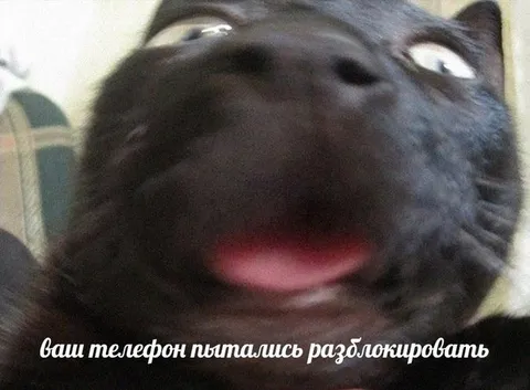 Кот после попытки разблокировки