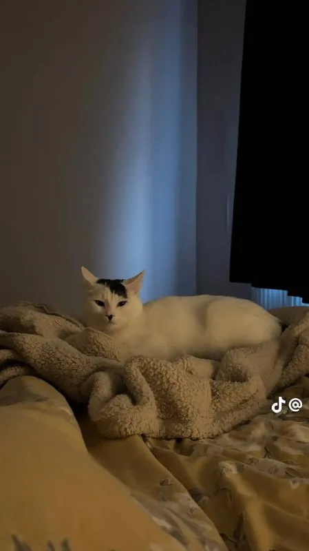 Кот лежит на кровати