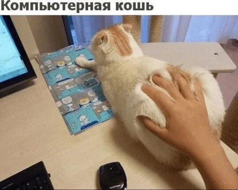 Компьютерная кошь за работой