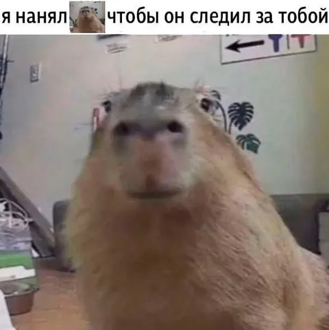 Нанял капибару следить за тобой