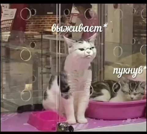 Кот выживает после пука