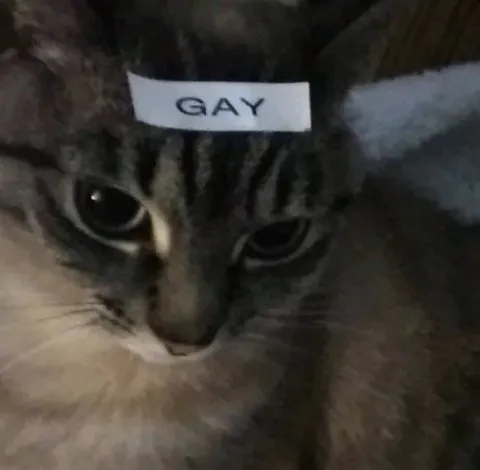Gay Cat Label Reaction