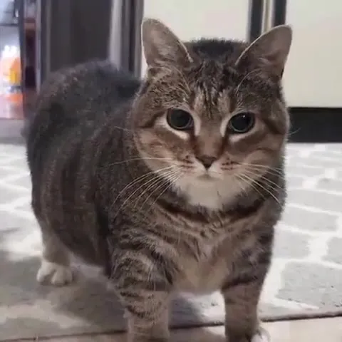 Кот медленно приближается