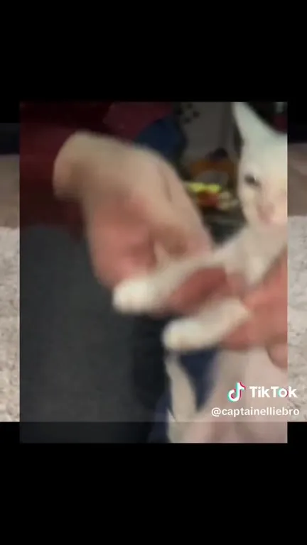 Cats Spend the Day Their Way